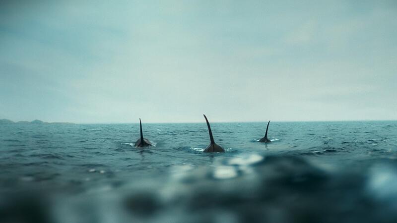 So wie in dieser Szene aus der ZDF-Serie &bdquo;Der Schwarm&ldquo; k&ouml;nnte es aussehen, wenn Orcas Boote gezielt angreifen.