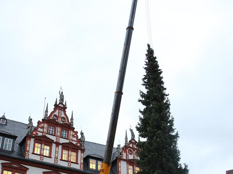 Der Coburger Weihnachtsbaum 2023 ist da