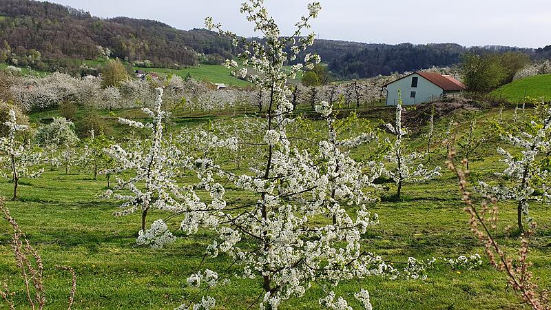 Am 26. April ist der Europäische Tag der Streuobstwiesen.