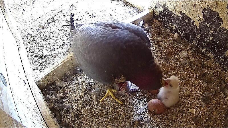 Das diesj&auml;hrige Wanderfalken-K&uuml;ken blieb ein Einzelkind. Das zeigt die Wanderfalken-Webcam des LBV.