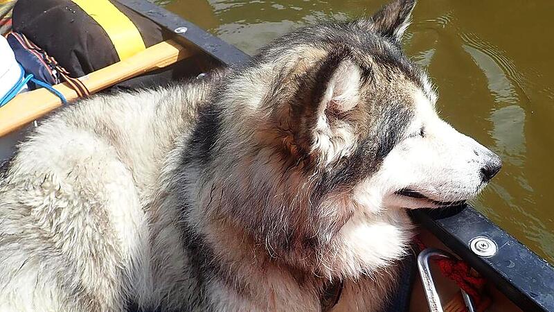 Der Familienhund Mara starb bei Knetzgau durch die Kugel eines J&auml;gers. Das Tier verblutete qualvoll.