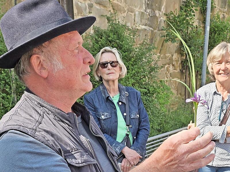 Eckehard Maurer zeigt eine Pflaumenlilie. Eckehard Maurer zeigt eine Pflaumenlilie.
