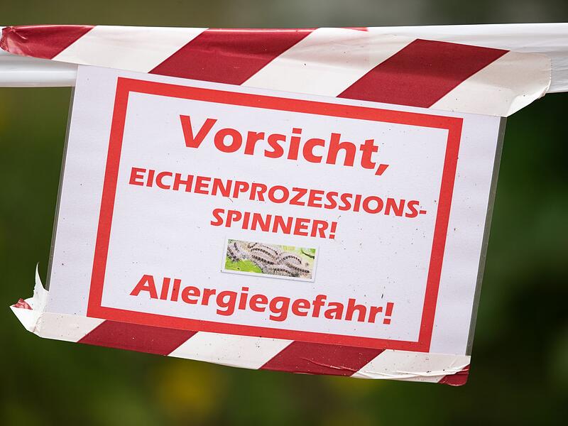 Warnung vor Eichenprozessionsspinnern Warnung vor Eichenprozessionsspinnern