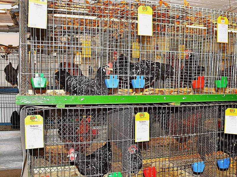 &Uuml;ber 500 Rassetiere pr&auml;sentierten sich bei dieser 75. Kreisgefl&uuml;gelschau, verbunden mit einer Jugendschau und der Juraschau, den Besuchern.
