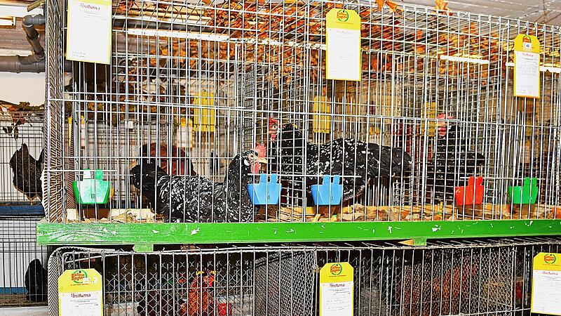 &Uuml;ber 500 Rassetiere pr&auml;sentierten sich bei dieser 75. Kreisgefl&uuml;gelschau, verbunden mit einer Jugendschau und der Juraschau, den Besuchern.