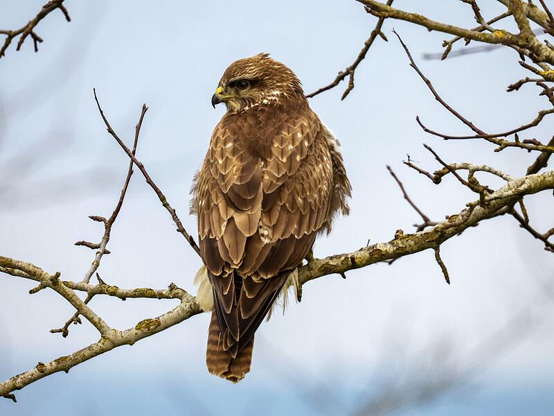 Mäusebussard (Buteo buteo) Mäusebussard (Buteo buteo)