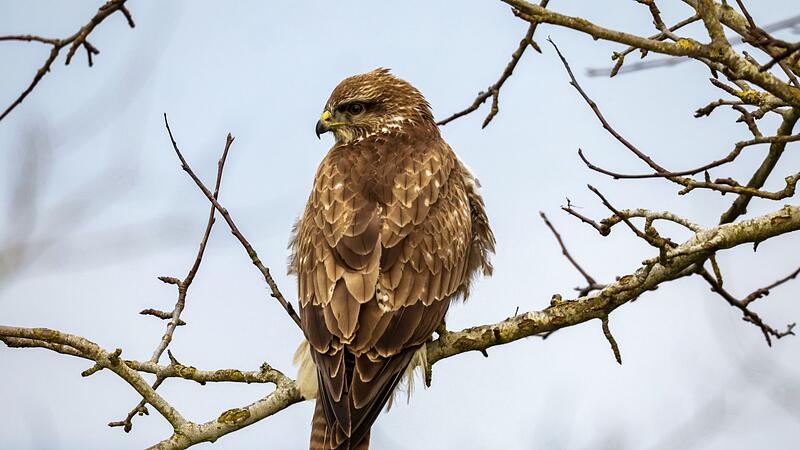 Mäusebussard (Buteo buteo) Mäusebussard (Buteo buteo)
