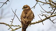 Mäusebussard (Buteo buteo)