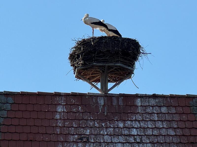 Die St&ouml;rche genie&szlig;en das au&szlig;ergew&ouml;hnlich sonnige Wetter. Fotografiert hat das Storchenpaar auf ihrem Nest in Westheim Andy Schnabel.