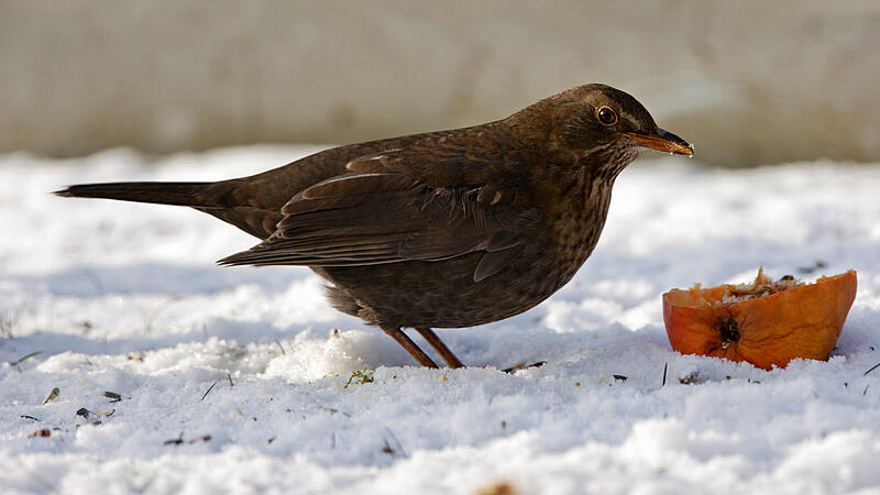 Amsel, Turdus merula, common blackbird Amsel, Turdus merula, common blackbird