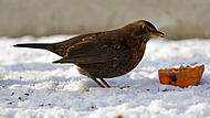 Amsel, Turdus merula, common blackbird