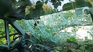 Kulmbach: Entwurzelter Baum kracht auf Bus Kulmbach: Entwurzelter Baum kracht auf Bus