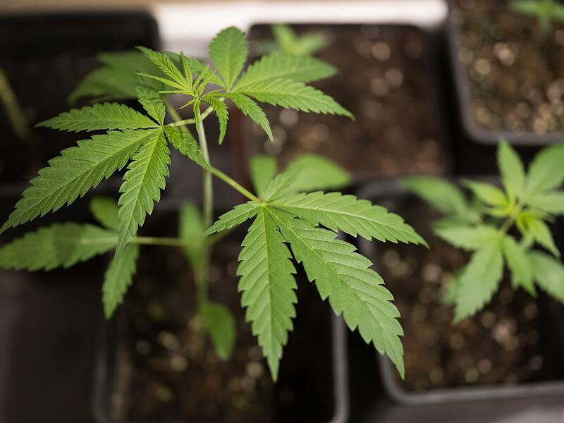 Cannabis-Anbau Cannabis-Anbau