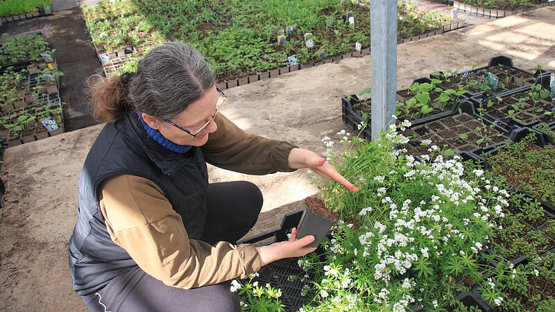 Die Inhaberin der Staudeng&auml;rtnerei in Weisendorf, Doris Ehrhardt, zeigt ihre Waldmeister-Pflanzen.