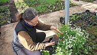 Staudengärtnerei Ehrhardt in Weisendorf Die Inhaberin der Staudengärtnerei in Weisendorf, Doris Ehrhardt, zeigt ihre Waldmeister-Pflanzen.