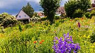 Wildblumen auf einer Wiese