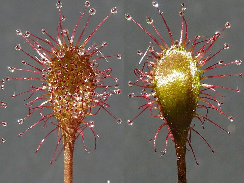 Bayerischer Sonnentau