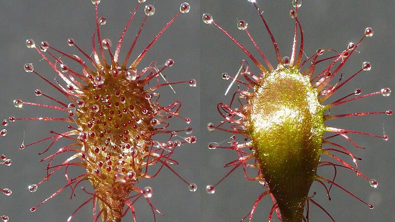 Bayerischer Sonnentau Bayerischer Sonnentau