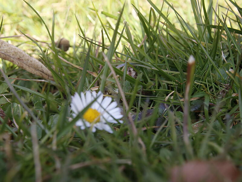 Die ersten Blumen blühen im KurgartenDie ersten Frühlingsboten in Bad Kissingen Die ersten Blumen blühen im Kurgarten