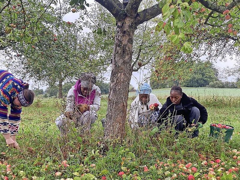 Bei der Apfelernte auf den Streuobstwiesen halfen neben den üblichen Aktiven in der Kreisgruppe des Bundes Naturschutz auch drei Frauen von der Elfenbeinküste und ihre Kinder mit. Bei der Apfelernte auf den Streuobstwiesen halfen neben den üblichen Aktiven in der Kreisgruppe des Bundes Naturschutz auch drei Frauen von der Elfenbeinküste und ihre Kinder mit.