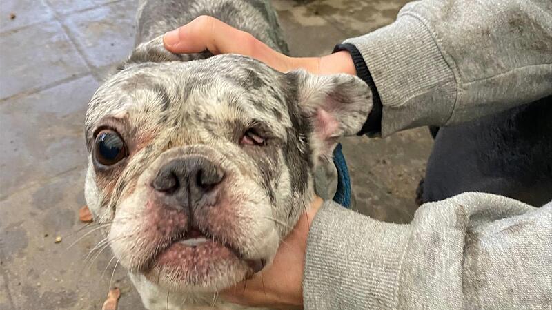 28  Französische Bulldoggen mussten die Tierheime unterbringen – teilweise in sehr schlechtem Zustand.Forchheim & Fränkische Schweiz