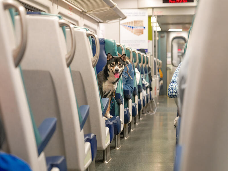 Hunde im Zug im Urlaub: Das gilt in Österreich oder Italien