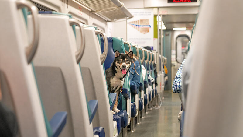 Hunde im Zug im Urlaub: Das gilt in &Ouml;sterreich oder Italien