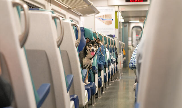 Hunde im Zug im Urlaub: Das gilt in Österreich oder Italien Hunde im Zug im Urlaub: Das gilt in Österreich oder Italien