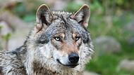 Etwa 2500 bis 3000 W&ouml;lfe leben derzeit allein in Deutschland. Dr. Michael Weiler, Tierarzt, Reiter und J&auml;ger, besch&auml;ftigt sich seit Jahrzehnten mit dem Wolf. In Untererthal sprach er &uuml;ber seine Erfahrungen.