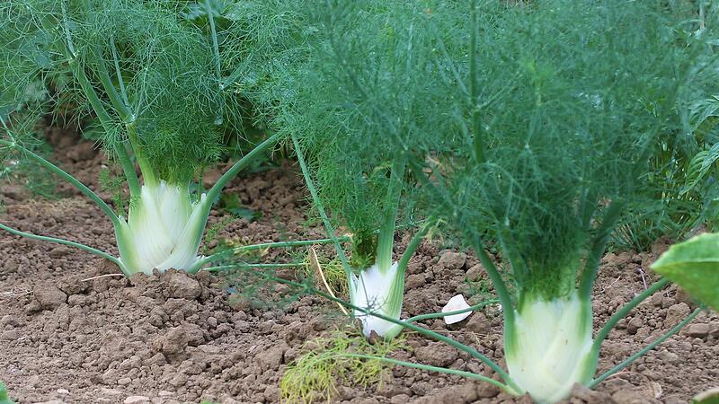 Fenchel