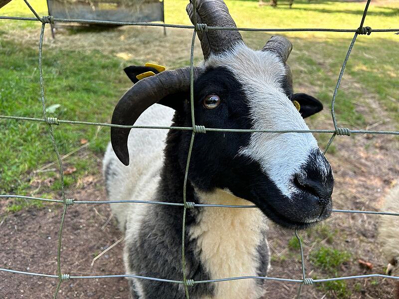 Ein Besuch im Wildpark Tambach im Landkreis Coburg