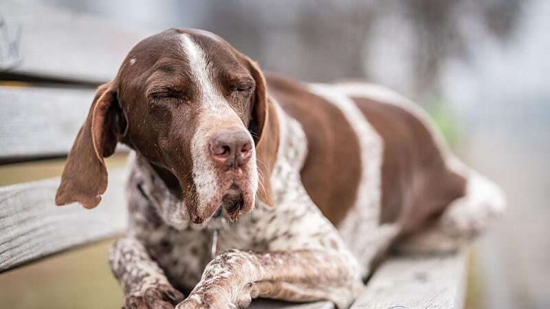 Alterserscheinung bei Hunden