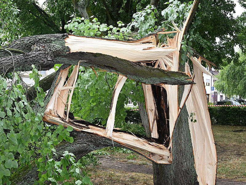 Sturmschäden LaurenziplatzSturmschäden am Laurenziplatz u.a.