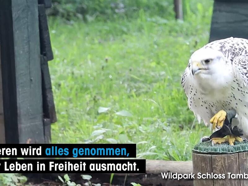 Das Video von Peta zeigt angeblich einen Bussard in Tambach, der vergeblich versucht, die "Fußfessel" mit dem Schnabel zu lösen.