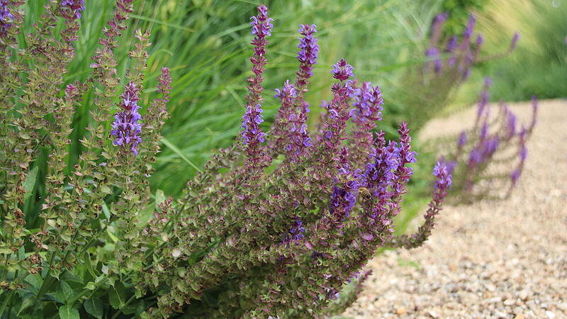 Der Garten "Gr&auml;serparadies" von Kirstin Pachelbel in Lanzendorf.Tag der offenen Gartent&uuml;r - Einblick in einen der G&auml;rten