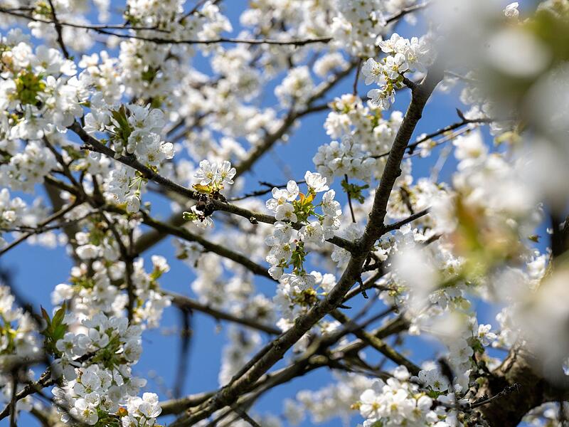 Kirschbl&uuml;te in Franken