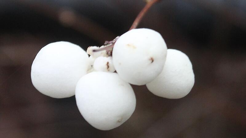 Schneewei&szlig; leuchten die Knallerbsen