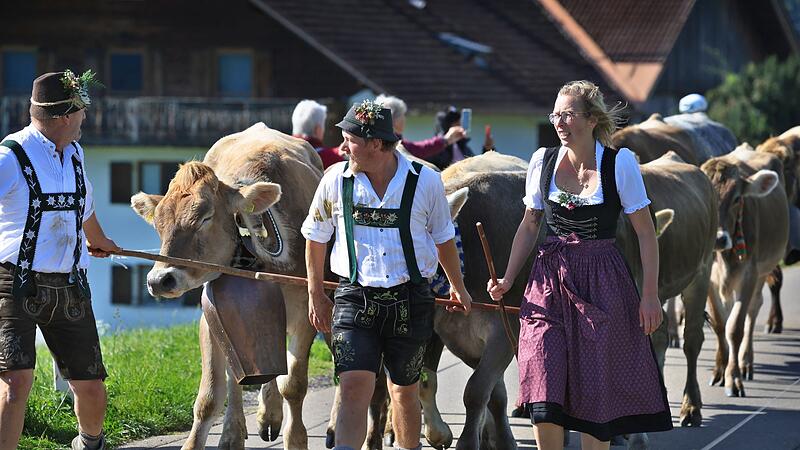 Viehscheid im Allgäu