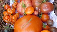 Im heimischen Garten können die unterschiedlichsten Tomaten gedeihen.