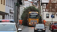 Weihnachtsbaum Neustadt 2024