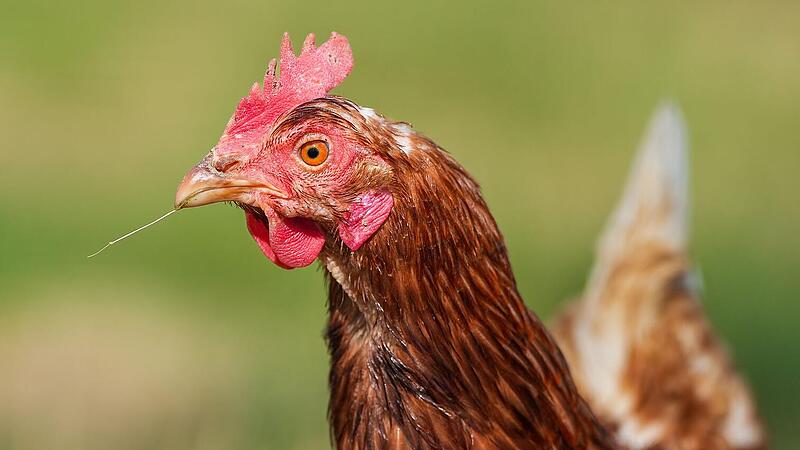 Zeugen nach Tierqu&auml;lerei im Kreis Erlangen-H&ouml;chstadt gesucht