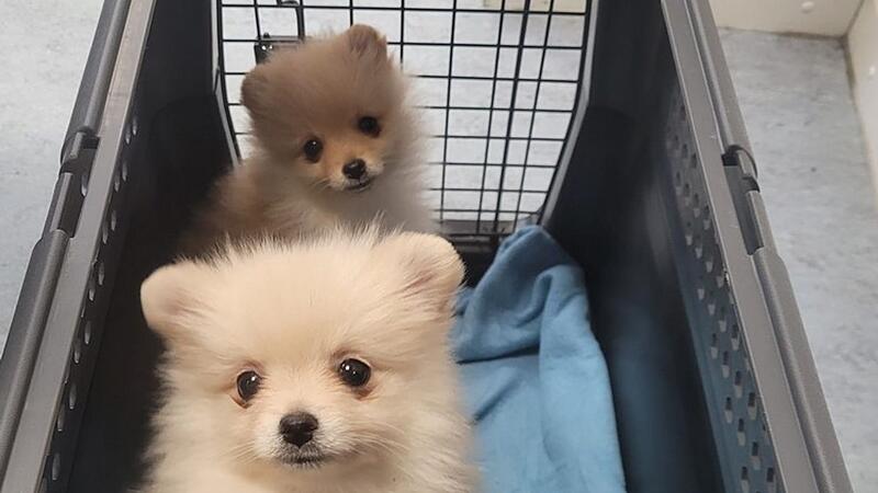 Sichergestellte Hundewelpen Sichergestellte Hundewelpen