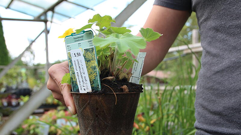 Die Pflanztöpfe werden aktuell in Neuses hergestellt.