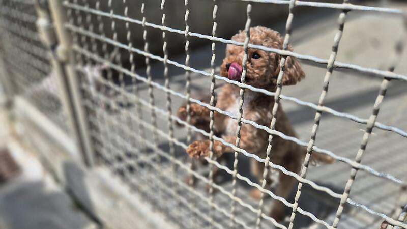 Tierheim Kronach - Animal-HoardingAnimal-Hoarding Tierheim Kronach