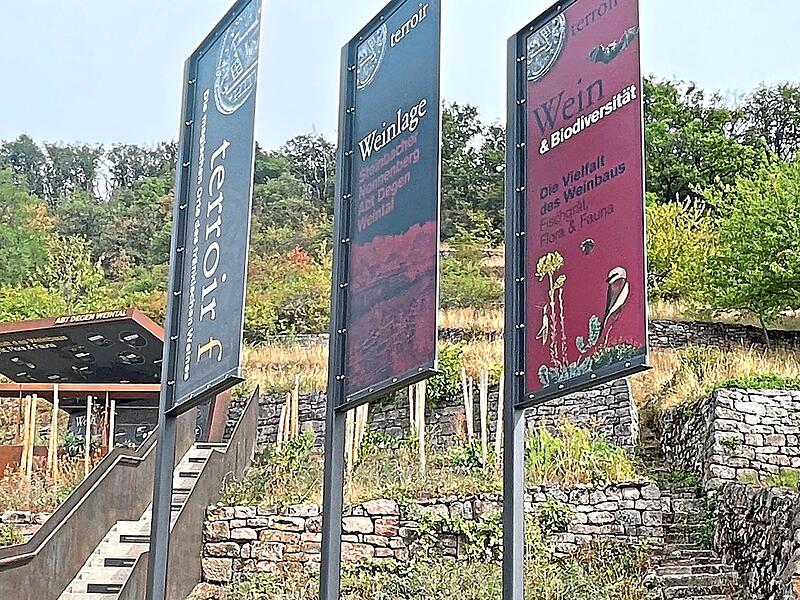 Der „terroir-f-Punkt“ im „Abt-Degen-Weintal zwischen Steinbach und Ziegelanger mit alter und neuer Treppe. Der „terroir-f-Punkt“ im „Abt-Degen-Weintal zwischen Steinbach und Ziegelanger mit alter und neuer Treppe.