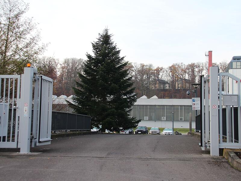 Weihnachtsbaum Coburg Mehr als 20 Jahre lang stand diese Tanne an der Zufahrt zum Parkplatz der Firma Kapp. Nun macht sie Karriere als „Coburger Weihnachtsbaum“.