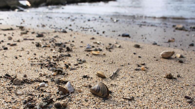 Vor allem dank der &Uuml;berleitung von Donauwasser sitzen der Main und alles, was in ihm kreucht und fleucht, nicht schon l&auml;ngst auf dem Trockenen.
