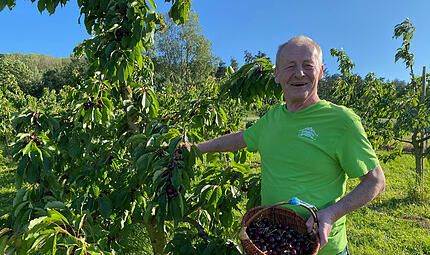 Herbert Erlwein bei der Kirschernte in Ermreus