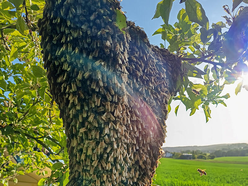 Solche Naturspektakel wie hier in Neukirchen am Brand sind derzeit überall zu beobachten. Aktuell ist Schwarmzeit: Die alten Bienenkönigin und ihr Volk suchen ein neues Zuhause.Forchheim & Fränkische Schweiz Solche Naturspektakel wie hier in Neukirchen am Brand sind derzeit überall zu beobachten. Aktuell ist Schwarmzeit: Die alten Bienenkönigin und ihr Volk suchen ein neues Zuhause.