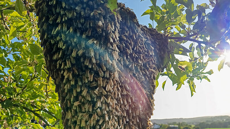 Solche Naturspektakel wie hier in Neukirchen am Brand sind derzeit überall zu beobachten. Aktuell ist Schwarmzeit: Die alten Bienenkönigin und ihr Volk suchen ein neues Zuhause.Forchheim & Fränkische Schweiz Solche Naturspektakel wie hier in Neukirchen am Brand sind derzeit überall zu beobachten. Aktuell ist Schwarmzeit: Die alten Bienenkönigin und ihr Volk suchen ein neues Zuhause.